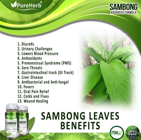 benefits of sambong leaves|Sambong Leaves: Uses, Benefits, Risks, and How to Prepare.